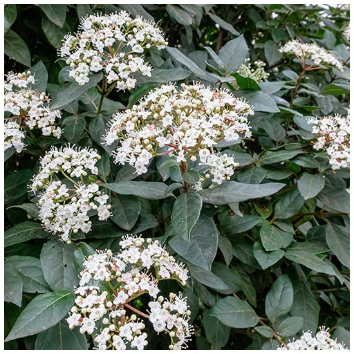 Viburnum Tinus K2 - Téli bangita