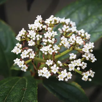 Viburnum davidii K2 - Örökzöld törpe bangita