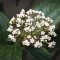 Viburnum davidii K2 - Örökzöld törpe bangita