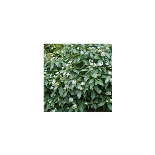 Viburnum davidii K2 - Örökzöld törpe bangita