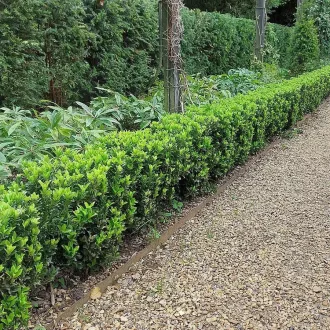 Euonymus Green Spire CS13 - Oszlopos kecskerágó – Díszcserjék