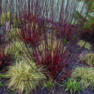 Cornus alba Kesselringii K2 - Bordó vesszejű som