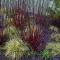 Cornus alba Kesselringii K2 - Bordó vesszejű som