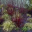 Cornus alba Kesselringii K2 - Bordó vesszejű som