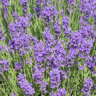 Lavandula-x-intermedia-Grappenhall-CS9-Halvanykek
