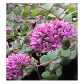 Sedum-sieboldii-CS9-Oktoberke