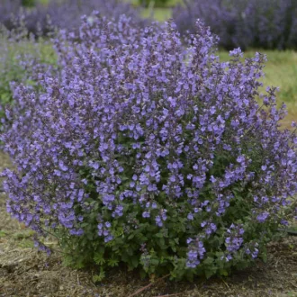 Nepeta-x-faassenii-Macskamenta