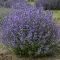 Nepeta x faassenii CS13 - Macskamenta