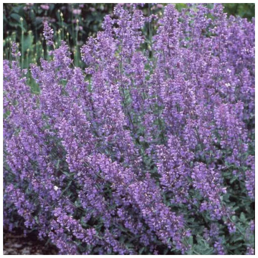 Nepeta x faassenii CS13 - Macskamenta
