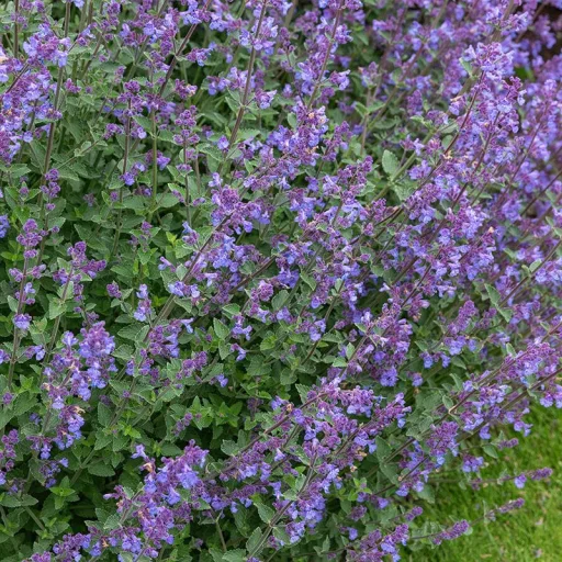 Nepeta x faassenii CS13 - Macskamenta