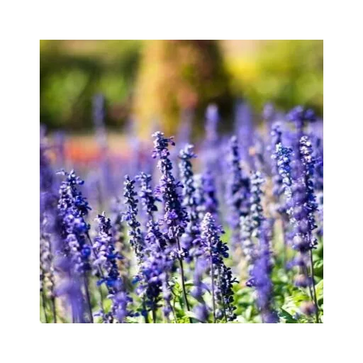 Lavandula-x-intermedia-Grappenhall-CS9-Halvanykek