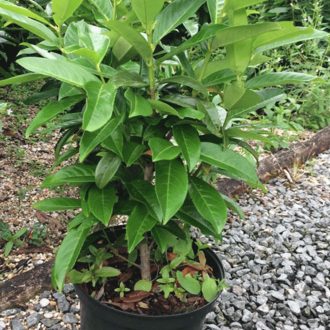 Prunus laurocerasus Genolia K5,6 - Oszlopos babérmeggy