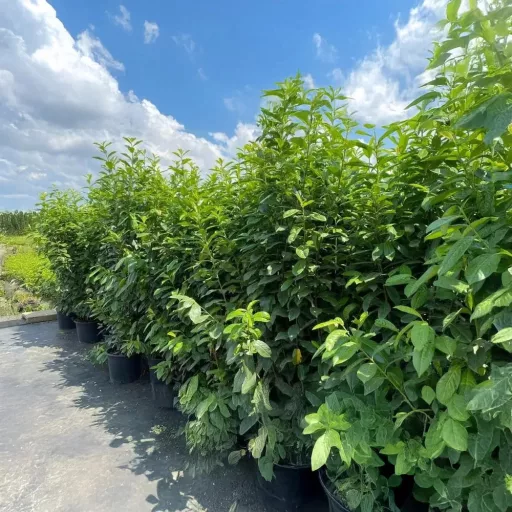 Prunus laurocerasus Genolia K5,6 - Oszlopos babérmeggy