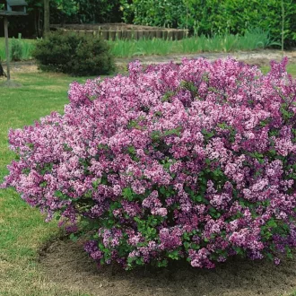 Syringa meyeri Palibin - Törpe orgona K2 – Díszcserjék