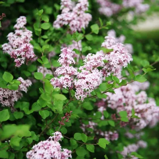 Syringa meyeri Palibin - Törpe orgona K2 – Díszcserjék