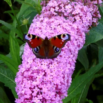 Buddleja davidii Pink Delight K2 - Rózsaszín nyári orgona – Díszcserjék