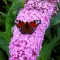 Buddleja davidii Pink Delight K2 - Rózsaszín nyári orgona – Díszcserjék