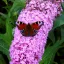Buddleja davidii Pink Delight K2 - Rózsaszín nyári orgona – Díszcserjék