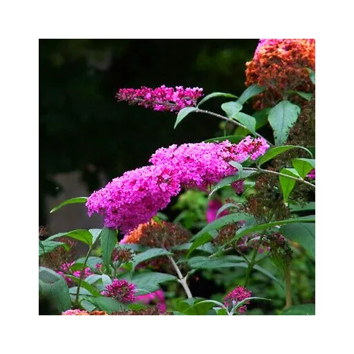 Buddleja davidii Pink Delight K2 - Rózsaszín nyári orgona – Díszcserjék