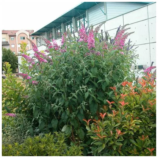 Buddleja davidii Pink Delight K2 - Rózsaszín nyári orgona – Díszcserjék