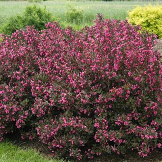 Weigela florida Alexandra - Bordó rózsalonc K2 – Kúszónövények