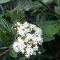 Viburnum pragense K3 - Prágai bangita