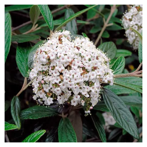 Viburnum pragense K3 - Prágai bangita
