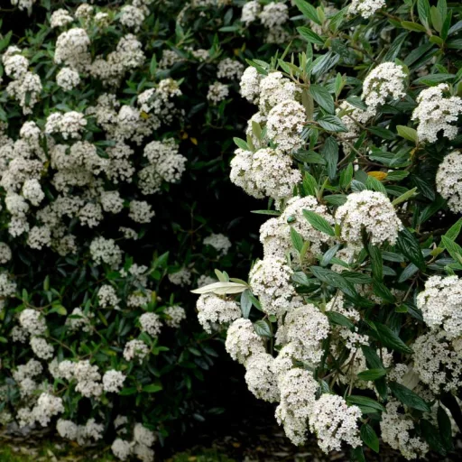 Viburnum pragense K3 - Prágai bangita