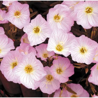 Oenothera-speciosa-Ligetszepe