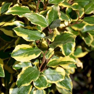 Elaeagnus ebbingei K2 - Ezüstfa cserje – Díszcserjék