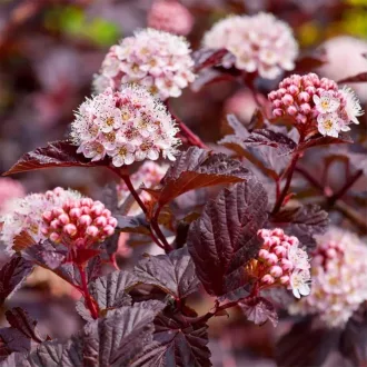 Physocarpus opulifolius K2 - Bordó hólyagvessző – Évelő növények