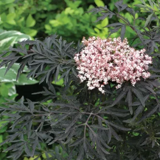 Sambucus nigra Black Lace K2 - Bordó díszbodza – Évelő növények