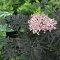 Sambucus nigra Black Lace K2 - Bordó díszbodza – Évelő növények