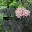 Sambucus nigra Black Lace K2 - Bordó díszbodza – Évelő növények