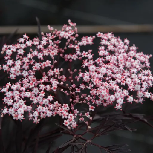 Sambucus nigra Black Lace K2 - Bordó díszbodza – Évelő növények
