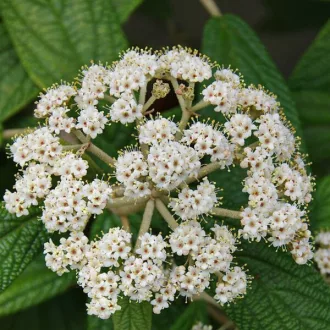 Viburnum rhytidophyllum K2 - Ráncoslevelű bangita
