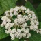 Viburnum rhytidophyllum K2 - Ráncoslevelű bangita