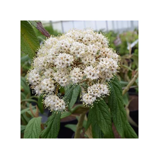 Viburnum rhytidophyllum K2 - Ráncoslevelű bangita
