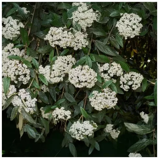 Viburnum rhytidophyllum K2 - Ráncoslevelű bangita