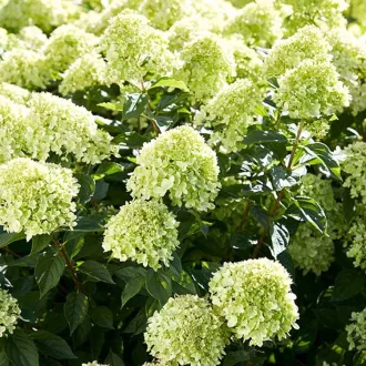 Hydrangea paniculata Little Lime K2 - Bugás hortenzia