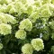 Hydrangea paniculata Little Lime K2 - Bugás hortenzia