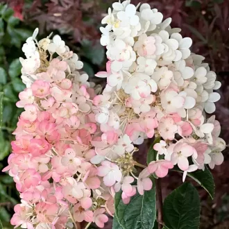   Hydrangea paniculata Vanille Fraise MT50 - Bugás hortenzia fa K3