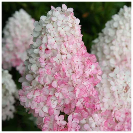 Hydrangea paniculata Vanille Fraise MT50 - Bugás hortenzia fa K3