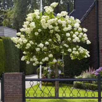Hydrangea paniculata Limelight MT50 - Bugás hortenzia fa K3