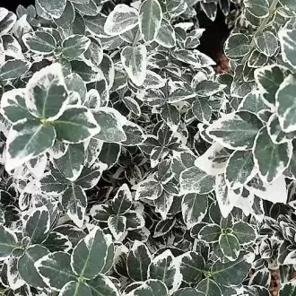 Euonymus fortunei Emerald'n Gaiety - Fehértarka kecskerágó CS9 – Díszcserjék