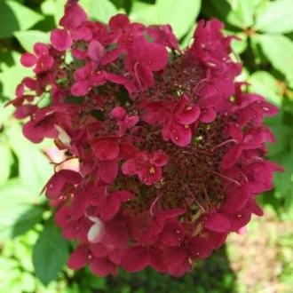 Hydrangea paniculata Wim's Red - Bugás hortenzia K3 – Törzses hortenzia