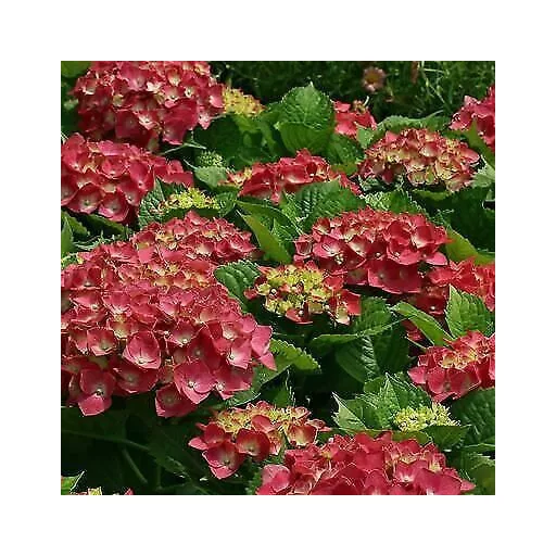 Hydrangea paniculata Wim's Red - Bugás hortenzia K3