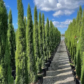 Cupressus sempervirens Totem - Európai ciprus K2 – Egyéb ciprusok