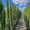 Cupressus sempervirens Totem - Európai ciprus K2 – Egyéb ciprusok