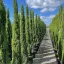 Cupressus sempervirens Totem - Európai ciprus K2 – Egyéb ciprusok